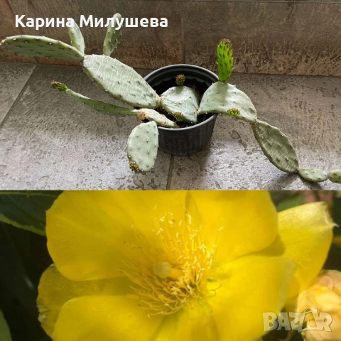 Продавам различни цветя, снимка 13 - Стайни растения - 19367768