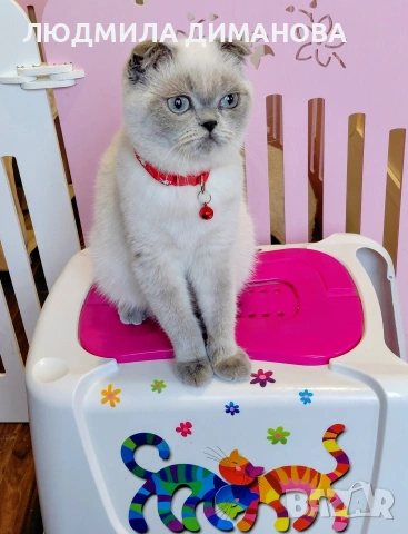 Шотландско момиче със сини очи. 