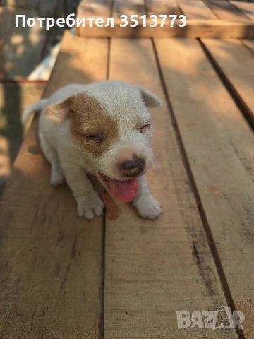 джак ръсел бебета, снимка 1