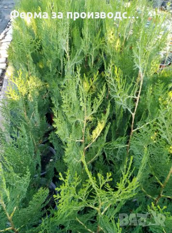 ПРОМОЦИЯ!!! ПОСЛЕДНИ 100 броя Източна туя (Thuja orientalis), снимка 3 - Градински цветя и растения - 37974794