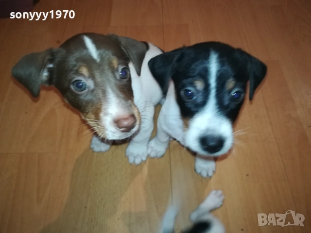 ДЖАК РЪСЕЛ-БЕБЕТА С ПАСПОРТ И ПЪРВА ВАКСИНА 0510252112