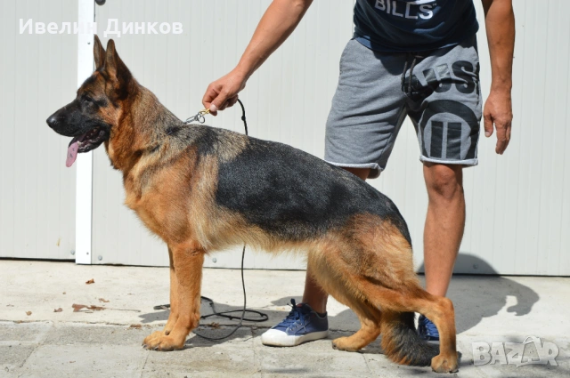Мъжки немски овчарки с родословие. , снимка 4 - Немска овчарка - 53136357