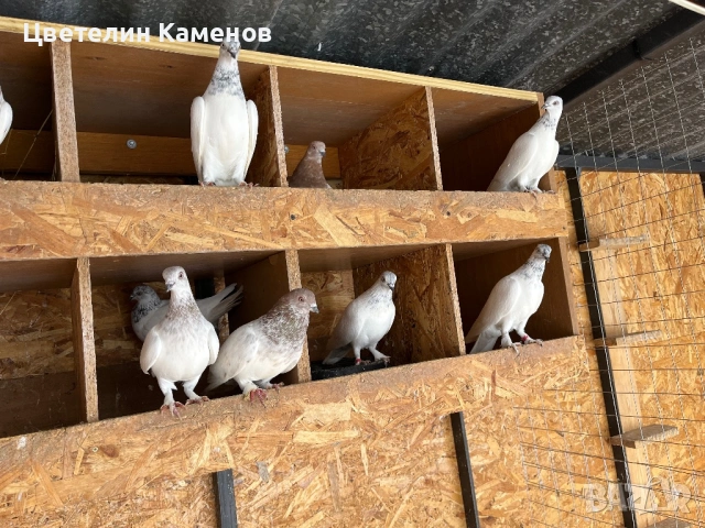 Унгарски високолетящи / Унгарци Гълъби , снимка 2 - Гълъби - 53068526