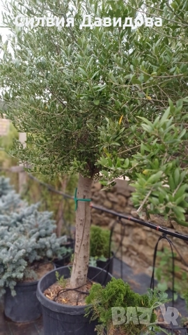 Европейска маслина 