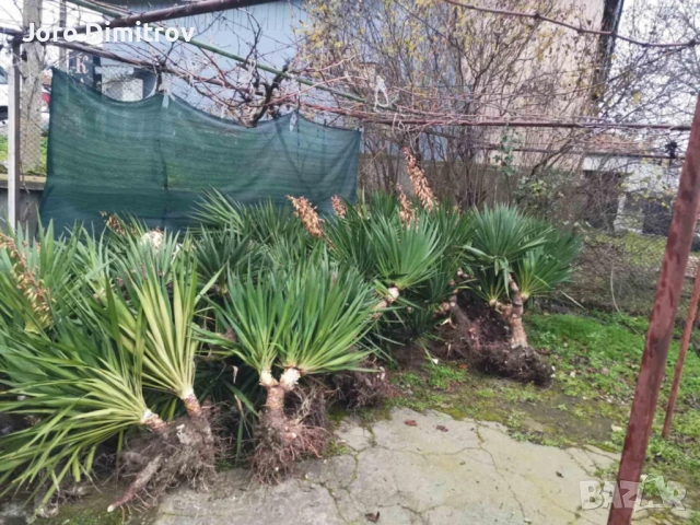 Палма юка външна студоустойчива, снимка 9 - Градински цветя и растения - 53031740