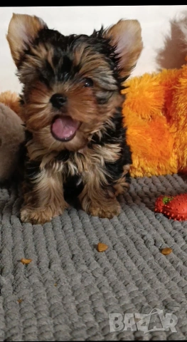 Мини йоркширски териер , снимка 2 - Йоркширски териер - 53051089