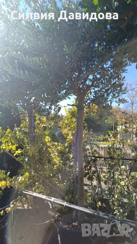 Маслина Европейска, снимка 5 - Градински цветя и растения - 52508763