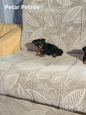 Йоркширски териер мини , снимка 7 - Йоркширски териер - 52933714