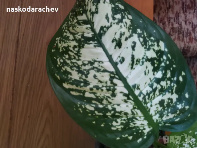 Дифенбахия стайно цвете , снимка 10 - Стайни растения - 48091588