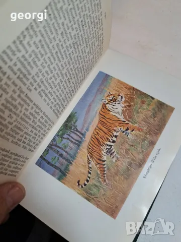 стари немски книги по зоология   10/1, снимка 7 - Антикварни и старинни предмети - 48902585