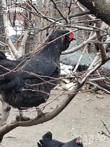 Домашни кокошки и петли, снимка 14 - Кокошки и пуйки - 52912712