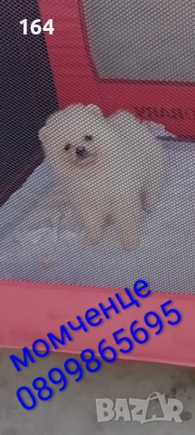 Прекрасен избор на Померани, снимка 9 - Померан - 53133060