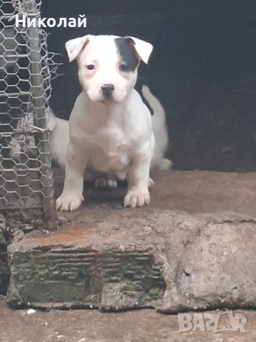 Джак Ръсел Териер 