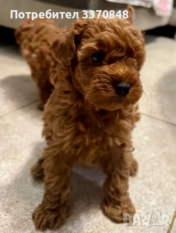 Той пудел, снимка 3 - Пудели - 40230280