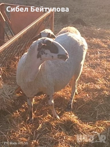 Продавам овце,агнета и кочове, снимка 2 - Овце - 52836947