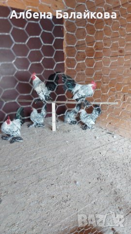 Холандски гащати кокошки, снимка 6 - Кокошки и пуйки - 40833592