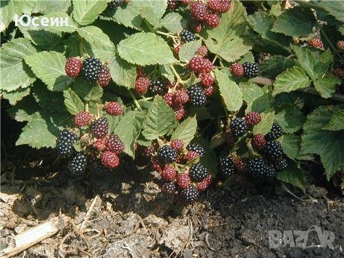 Къпини без бодли, снимка 4 - Разсади - 52909660