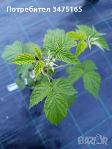 Черна малина  сорт-Zmeur negru Black Jewel, снимка 5 - Градински цветя и растения - 50297035