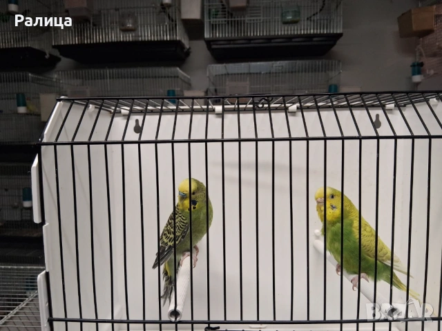 Вълнисти папагали чифт