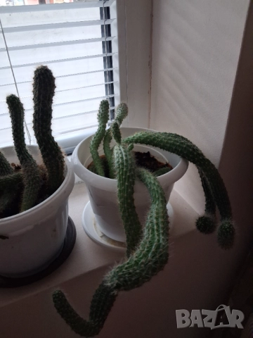 Кактус - две саксии, снимка 4 - Стайни растения - 52295804