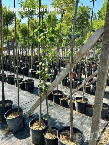 🪴Смокиня , снимка 3 - Градински цветя и растения - 51305979