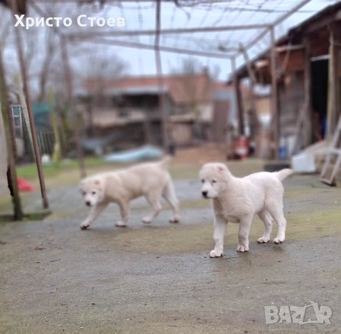 Но 50 дни женски, снимка 3 - Алабай - 53429730