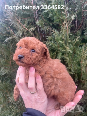 Мини пусел, снимка 7 - Пудели - 53276952