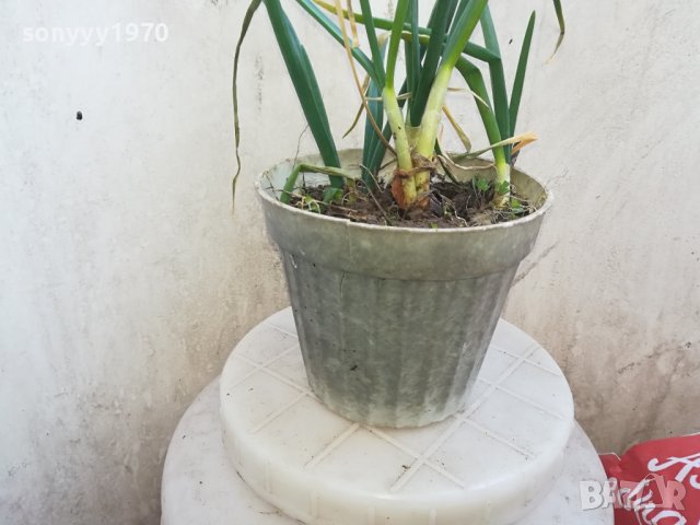 ЛУК В САКСИЯ 0502241105, снимка 3 - Градински цветя и растения - 44140446