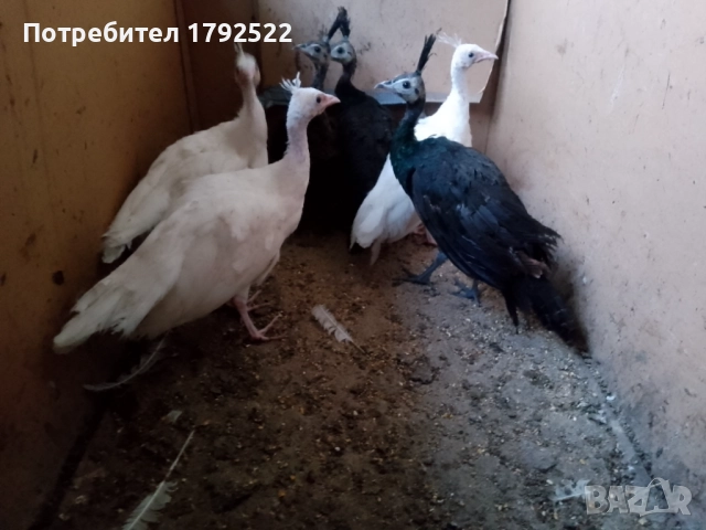 Продавам различни видове пауни на различна възраст 