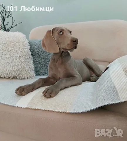 Ваймарански птичари, снимка 3 - Ваймаранер - 47449305