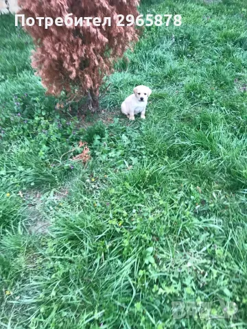 Чистокръвни лабрадори , снимка 6 - Лабрадор ретривър - 49943595