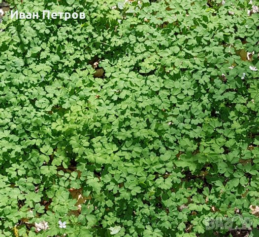  Демир Бозан