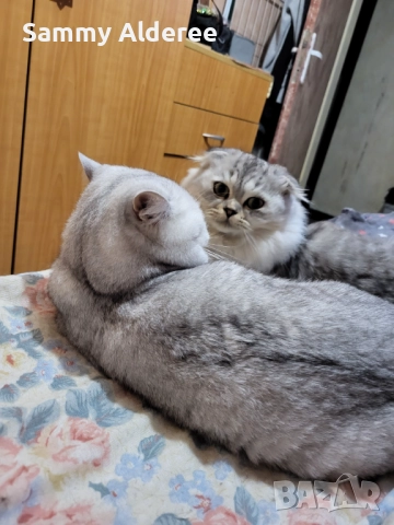 Британски късокосмести Британски късокосмести, снимка 3 - Британска късокосместа - 52921717