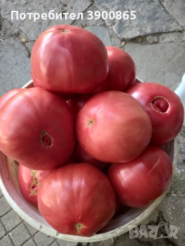 Семе розови домати , снимка 4 - Сортови семена и луковици - 43060512