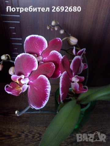 Хибискус, рео червено,кливия, исусов венец,орхидея, кротон, снимка 3 - Стайни растения - 42021101