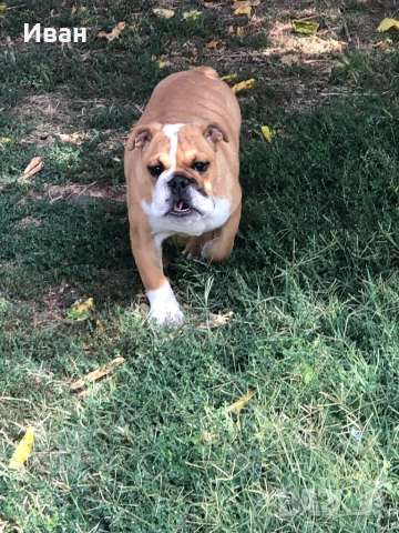 Английски Булдог, снимка 3 - Английски булдог - 52267368