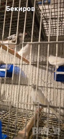продавам канари , снимка 4 - Канари - 48365197
