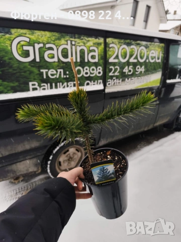 Араукария, Чилийски бор -Araucaria araucana Студоустойчив, снимка 7 - Разсади - 53580764
