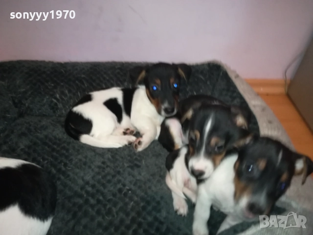 ДЖАК РЪСЕЛ КУЧЕНЦА-ЖЕНСКО ИЛИ МЪЖКО 0410251719, снимка 12 - Джак ръсел териер - 51944592