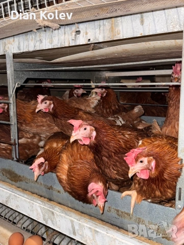 Кокошки - Носачки, снимка 3 - Кокошки и пуйки - 53573451