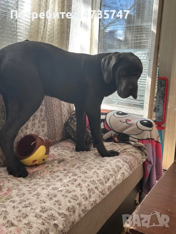 Кане Корсо, снимка 8 - Кане корсо - 53451261