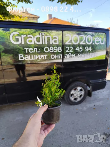 Нар фиданки  - Punika granatum  Студоустойчив , снимка 5 - Разсади - 36164384