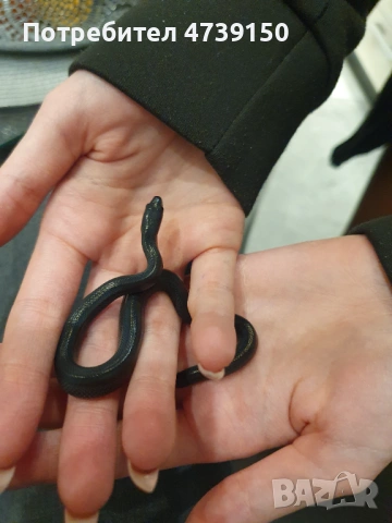 Африкански черен смок, снимка 4 - Змии - 53489480