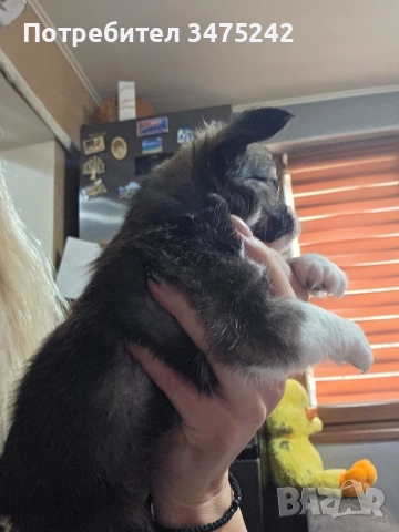 Мини чихуахуа момче, снимка 2 - Чихуахуа - 52882194