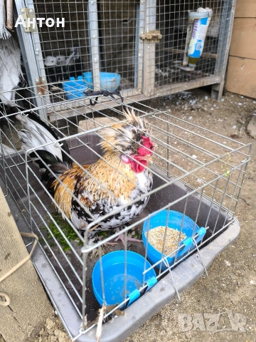 свободни петлета джинки., снимка 6 - Кокошки и пуйки - 53458445