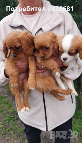 Кавалер кинг чарлз шпаньол , снимка 3 - Кавалер кинг чарлз шпаньол - 52989597
