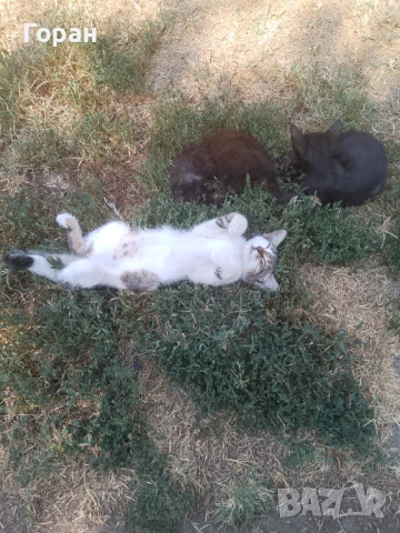 Подарявам малки котета , снимка 12 - Други - 50831081