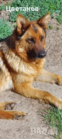 Чистокръвни немски овчарки, снимка 3 - Немска овчарка - 49585094