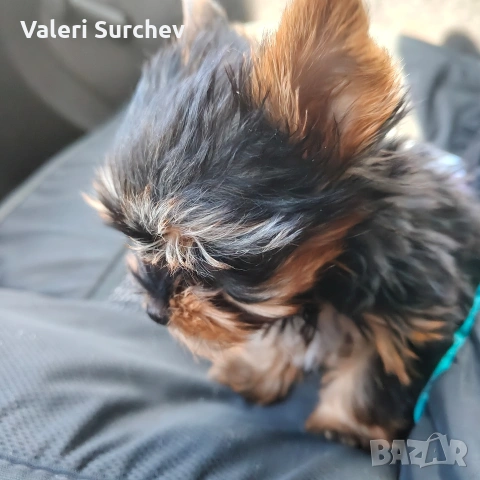 йоркширски териер , снимка 3 - Йоркширски териер - 53503149