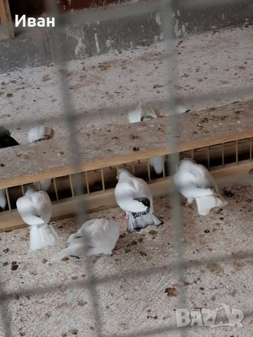 Закъртени Гълъби ., снимка 3 - Гълъби - 25111559